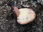 Májgomba (Fistulina hepatica), Zemplén